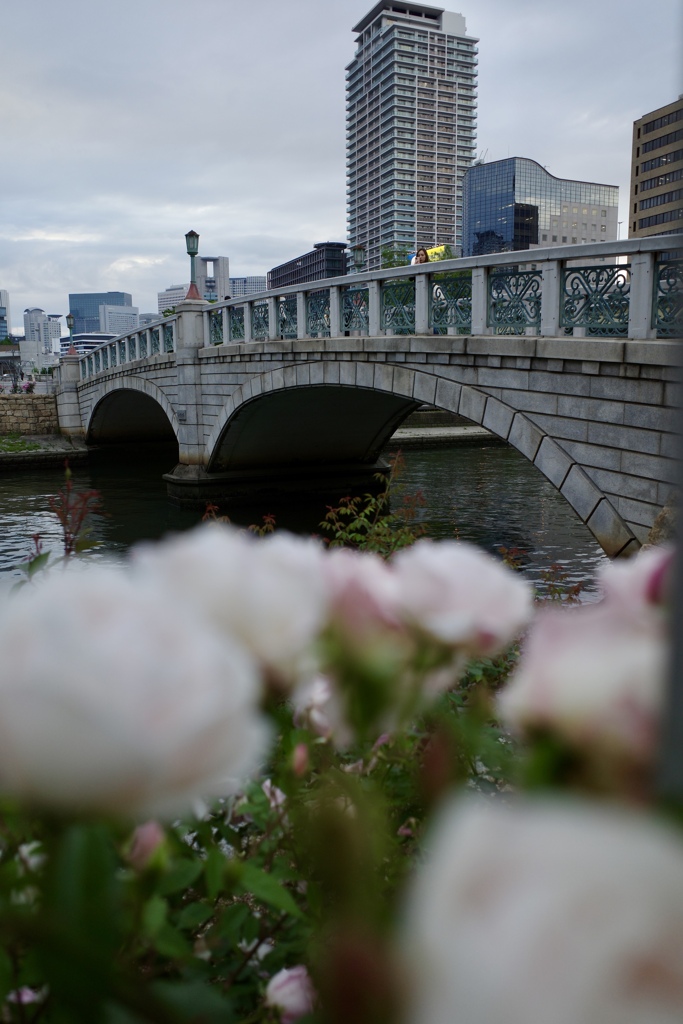 中之島バラ園