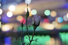 都会の夜バラ