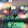 都会の夜バラ