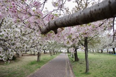 西宮ヨットハーバーの桜並木