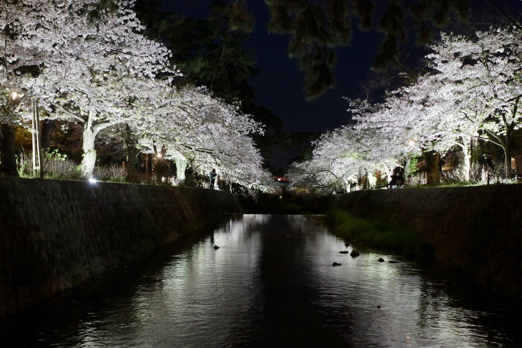 夙川夜桜