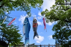 夙川　鯉のぼり