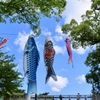 夙川　鯉のぼり