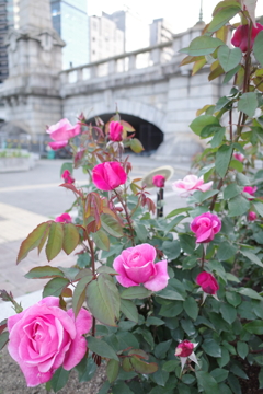 バラと難波橋