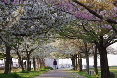 ヨットハーバーの桜並木