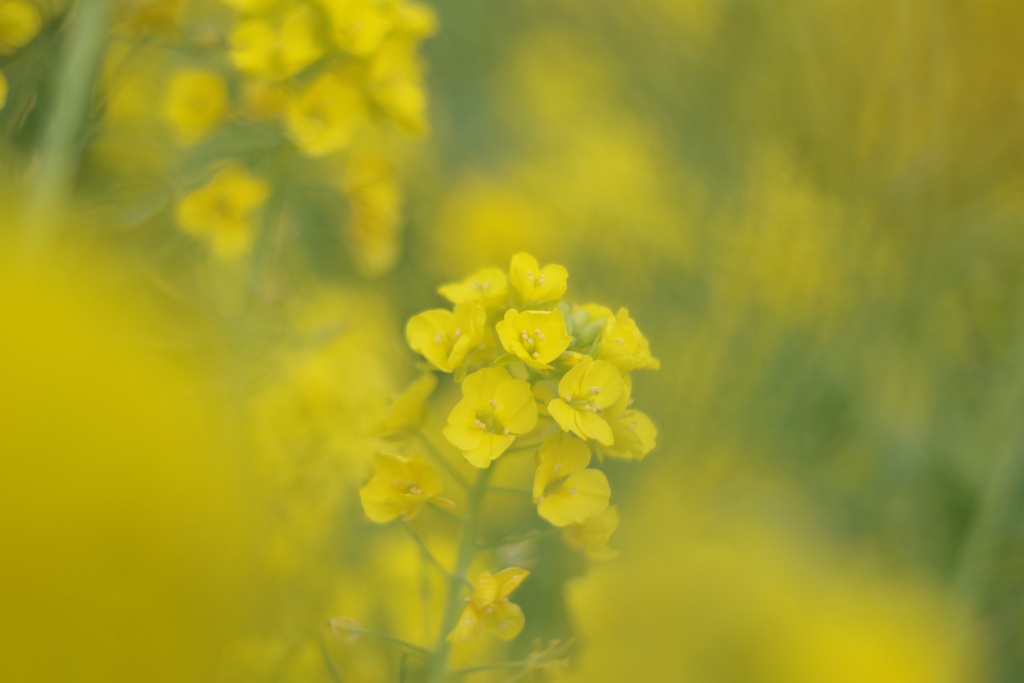 ２月の菜の花
