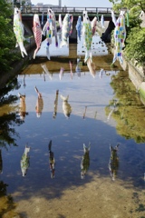 夙川　鯉のぼり