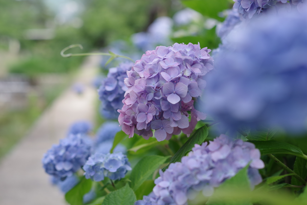 夙川で紫陽花が咲いてます