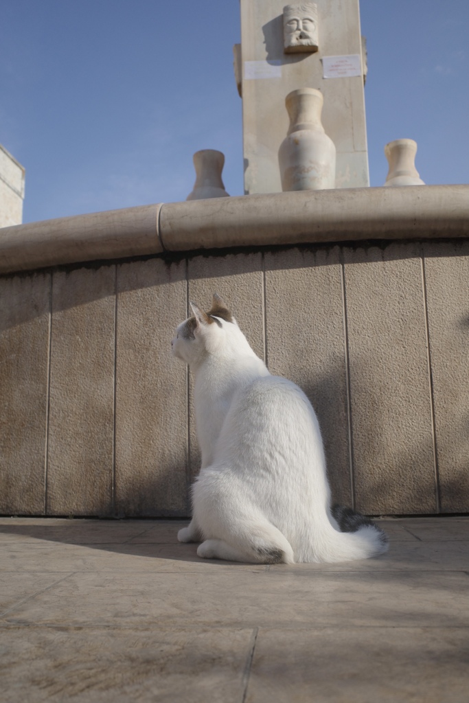 アルベロベッロの猫