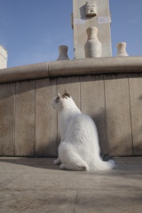 アルベロベッロの猫