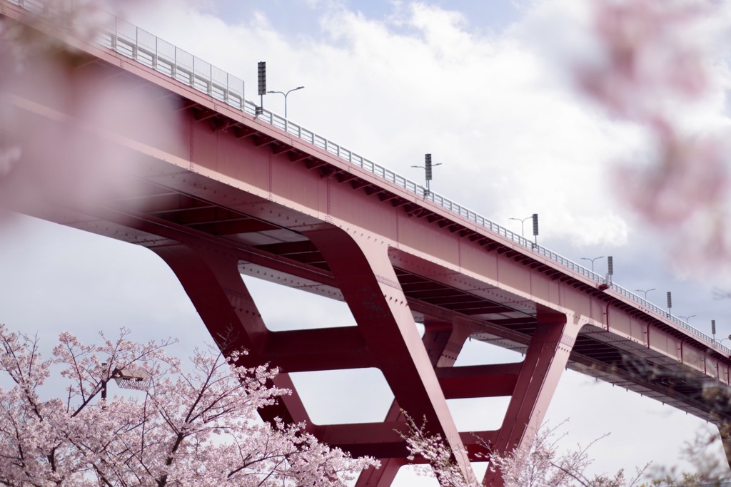 ハーバーハイウェイと河津桜