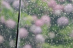ビニール傘越しの紫陽花