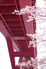 灘浜緑地の河津桜