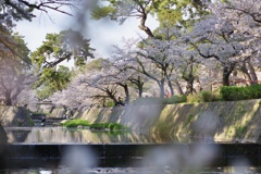 夙川さくら