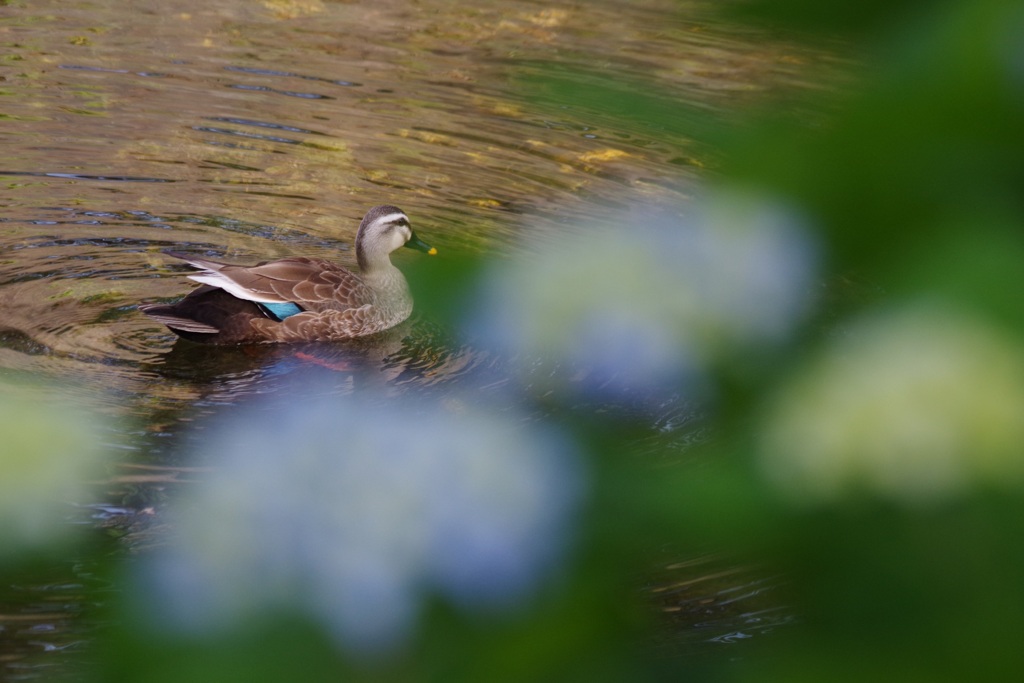 アジサイとカモ