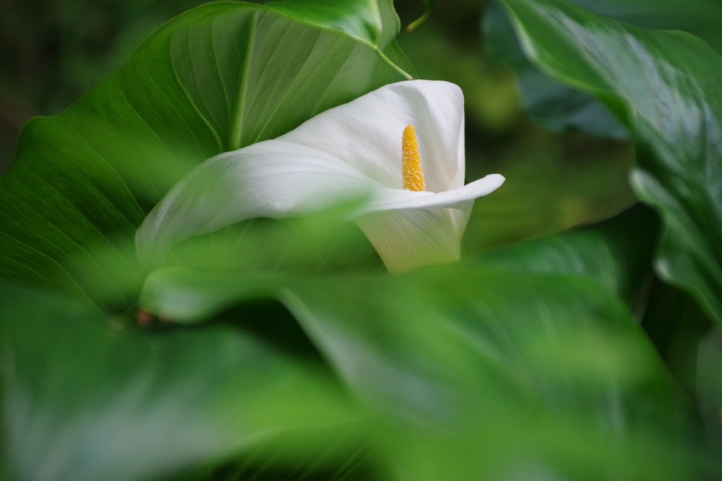 ひっそりとオランダカイウ