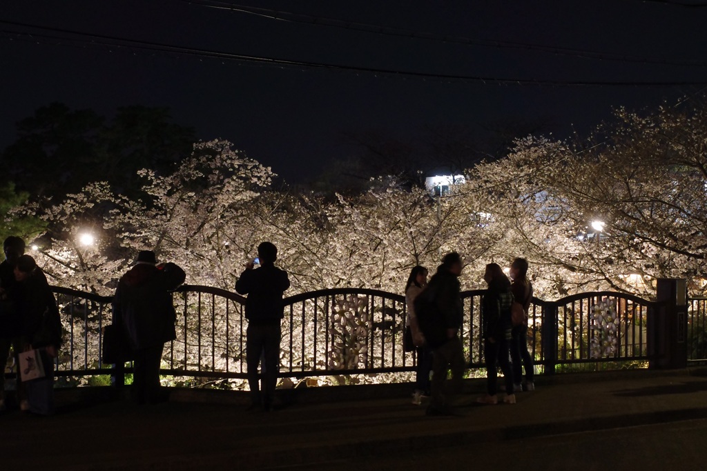 夜桜を愉しむ