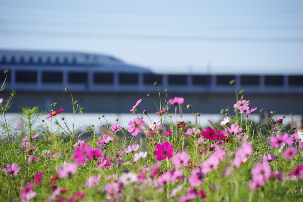 武庫川コスモス園