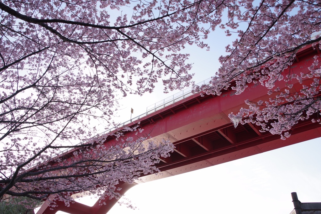 灘浜緑地の河津桜