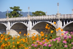 キバナコスモスと武庫大橋