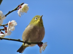 志高く