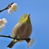志高く