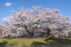 桜咲く