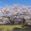 桜咲く