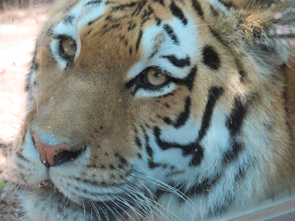 Eye of the tiger