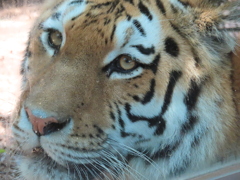 Eye of the tiger