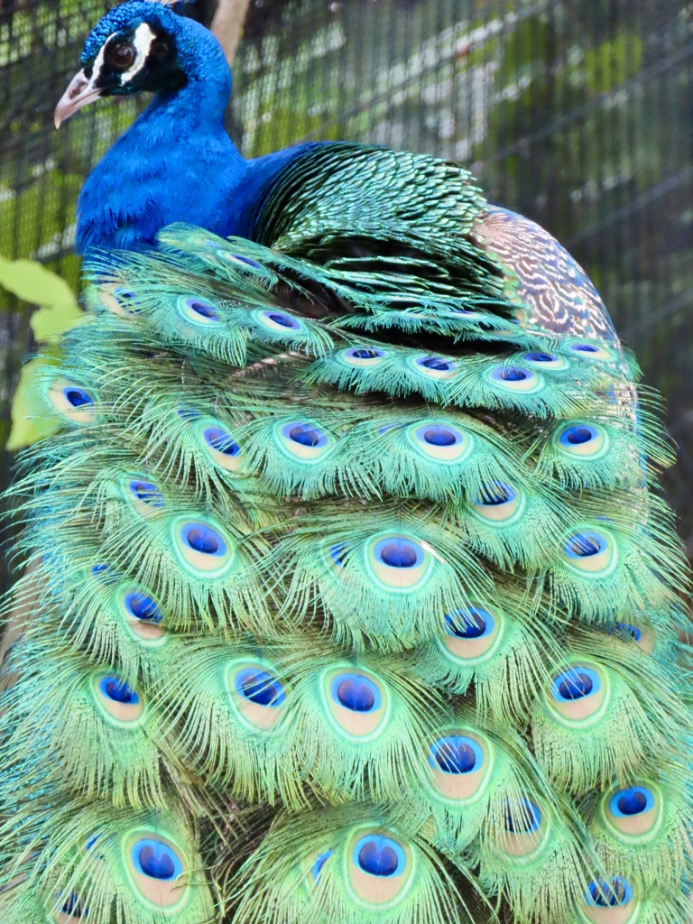 王子動物園の孔雀