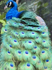 王子動物園の孔雀