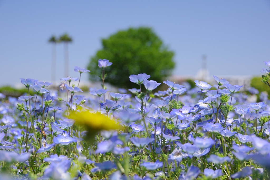 長居植物園　ネモフィラ