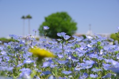 長居植物園　ネモフィラ