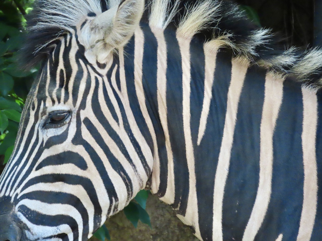 Eye of the zebra