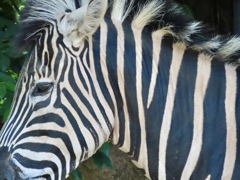 Eye of the zebra