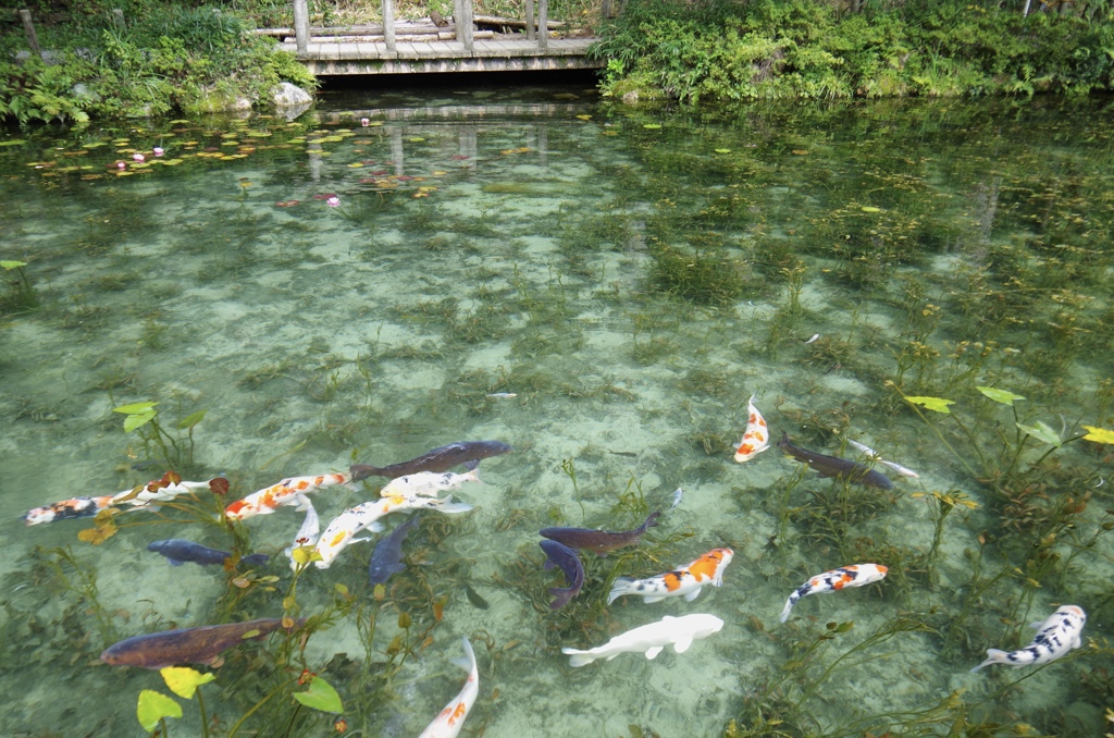 モネの池