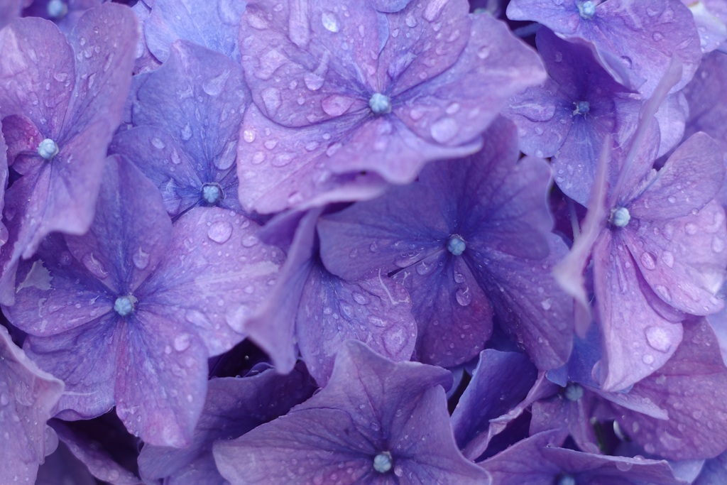 雨上がりの紫陽花