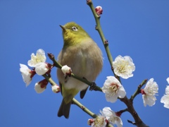 あっち向いてホイ