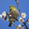 あっち向いてホイ
