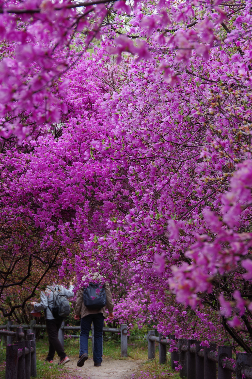 コバノミツバツツジ
