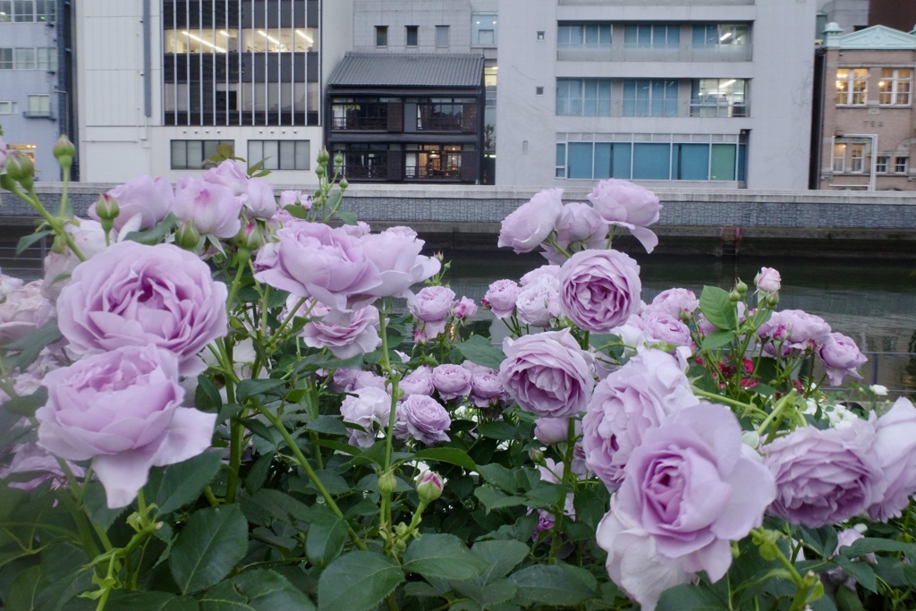 土佐堀川に咲くバラ