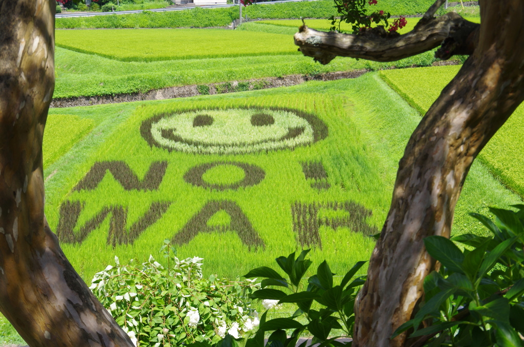 田んぼアート