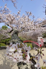 神呪寺のさくら