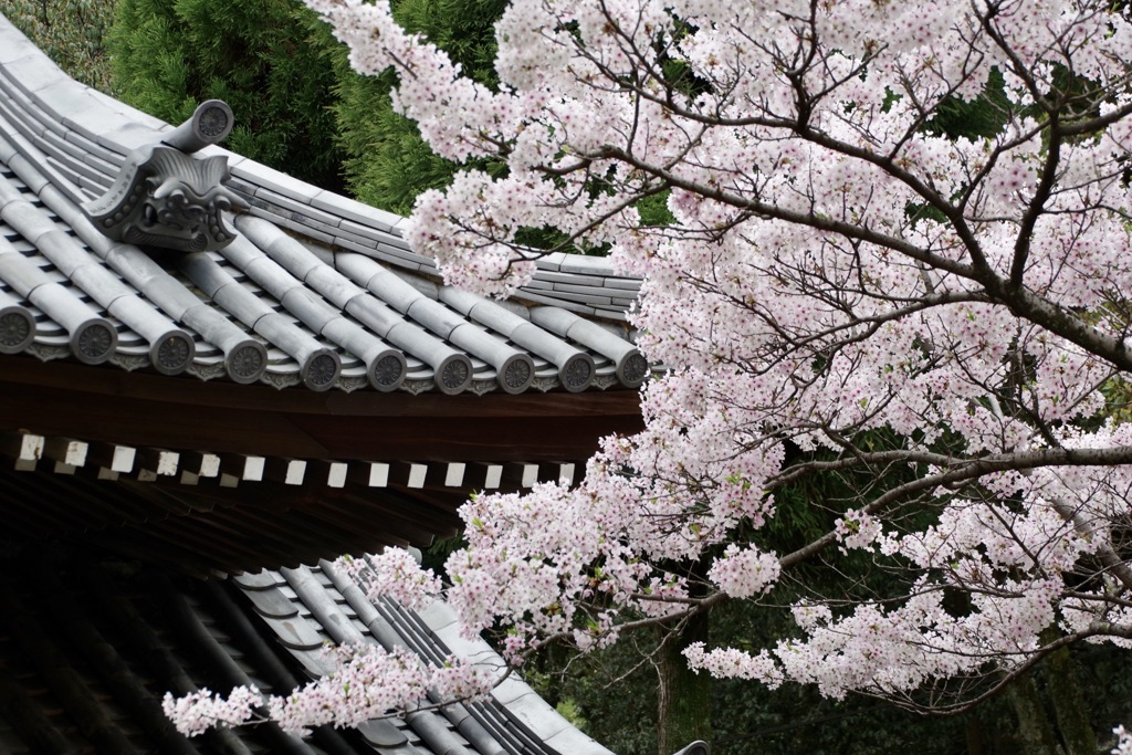 鬼瓦と桜