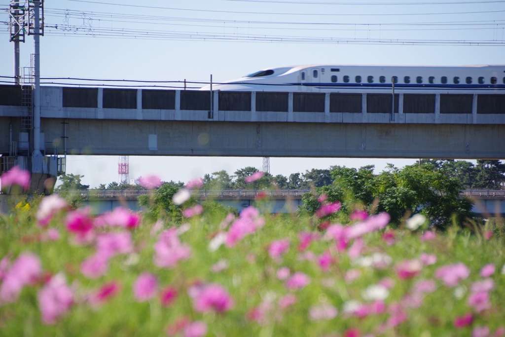 武庫川コスモス園