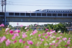 武庫川コスモス園