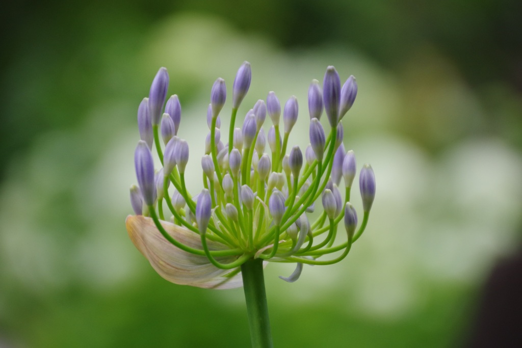 アガパンサス開花前