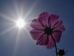 コスモス一輪