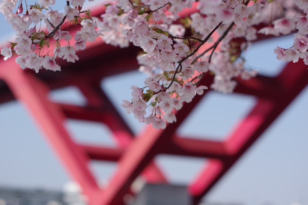 灘浜の河津桜